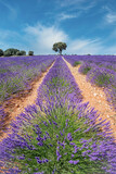 Fototapeta Krajobraz - lavender field with a tree holm oak an the background, row of plant starting in the foreground, lavender and lavandin fields in Brihuega, Guadalajara, Spain