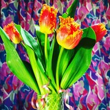 Fototapeta Tulipany - Bouquet tulips. Gift for March 8th.