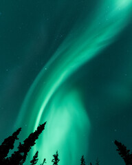 a stunning winter view of the northern lights, aurora borealis seen in northern canada with snow cov