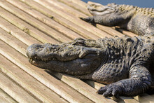 Two Large Alligators 