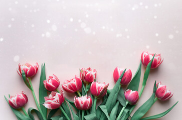 Wall Mural - Bouquet of pink tulips on pink background