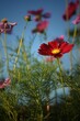 Beautiful blooming cosmos flower background.