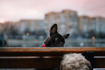 Wall Mural - French bulldog sitting on the bench in park