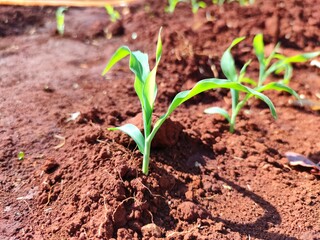 green plant in soil