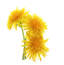 Yellow Dandelion On A White Background