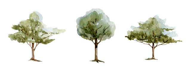 young olive green tree watercolor illustration. olive various natural botanical plant. hand drawn le
