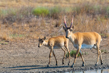 Wild Male Saiga Antelope Or Saiga Tatarica In Steppe