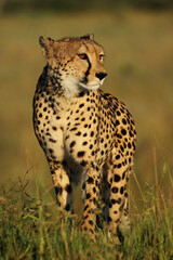 Wall Mural - The cheetah (Acinonyx jubatus) passing through the grassy knoll with green background.