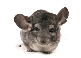 Canvas Print - Grey Chinchilla