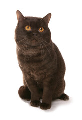 Sticker - Chocolate British Shorthair Cat