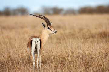 Grant's Gazelle in Kenya Africa