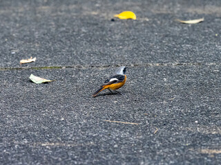 Poster - Daurian Redstart on a paved walking path 3