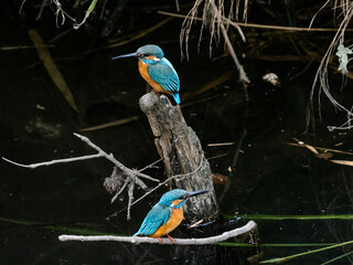 Poster - Pair of Common kingfishers along a river 3