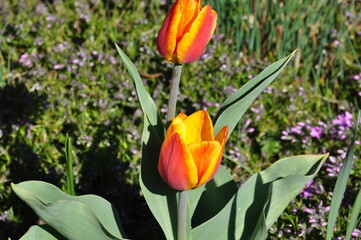 Poster - Tulpen im Garten