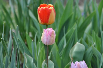 Poster - Tulpen im Garten