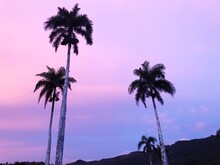 Low Angle View Of Silhouette Palm Trees Against Romantic Sky At Sunset