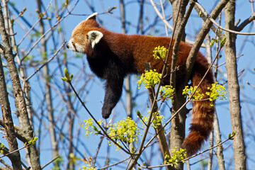 Canvas Print - Funny small panda also called red pa on the tree among branches