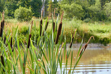 Reeds Growing On The Shore Of A Reservoir In Summer
