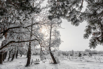  scenic view a frost branches and trees after a snowfall on a winter cloudy day. Trees and branches covered with frost and ice.