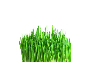 Green grass isolated on white background