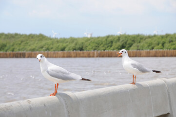 Wall Mural - Gulls on a Rail