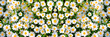Wild daisy flowers growing on meadow. Meadow with lots of white and pink spring daisy flowers. panoramic spring web banner..