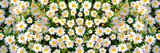 Wild daisy flowers growing on meadow. Meadow with lots of white and pink spring daisy flowers. panoramic spring web banner..