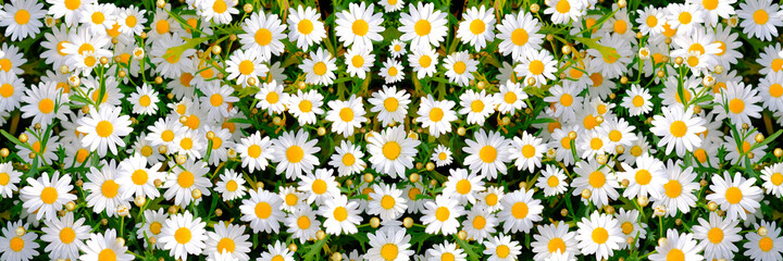 Wild daisy flowers growing on meadow. Meadow with lots of white and pink spring daisy flowers. panoramic spring web banner..