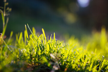 Wall Mural - Green grass under rays of sun