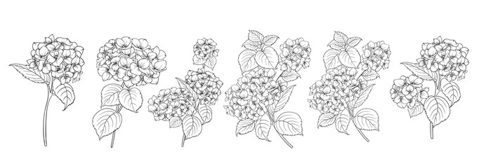 Set of differents hydrangeas on white background.