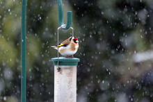 European Goldfinch (Carduelis Carduelis) Sitting On Top Of A Silo Bird Feeder During Snow Storm