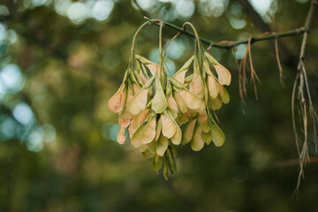common maple seeds