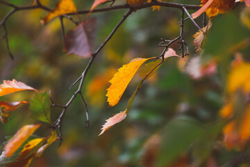Wall Mural - Collection of colorful autumn leaves