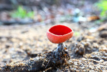 Mushroom On A Rock