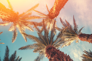 Wall Mural - Palm trees against the sky at sunset. Tropical nature background. Palm trees bottom view