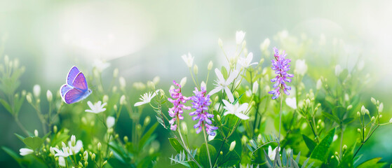 Fotomurales - Purple butterfly flies over small wild white flowers in grass in rays of sunlight. Spring summer fresh artistic image of beauty morning nature. Selective soft focus.