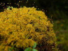 Yellow Moss On The Tree