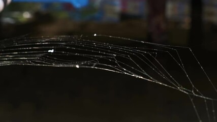 Spider Net Swaying with Wind on Dark Background. Daylight Shot of Wildlife. Spider Knitted Web for Trap. 4K Resolution UHD.