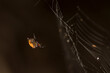 Spiny orb weaver - spider on web