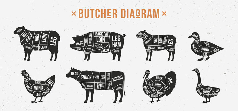 butcher diagram, scheme set. mutton, lamb, pork, duck, chicken, turkey, goose meat cuts. cuts of mea