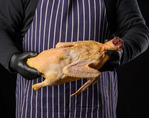 Wall Mural - man chef in a striped blue apron and black clothes stands on a black background and holds a duck in his hand for cooking