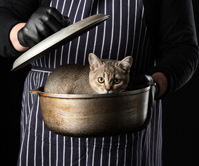 Wall Mural - man chef in a striped blue apron holds an aluminum cauldron in his hand, a cute funny Scottish straight-eared kitten sits inside