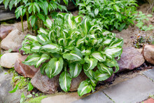 Hosta Variegated Close-up. Ornamental-leaved Plant With Green Leaves With A White Border. The Concept Of Decoration And Landscape Design For A Garden, Park.