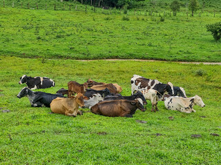 Wall Mural - cows in a field