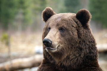brown bear - close-up portrait
