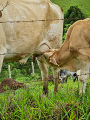 Wall Mural - cow and calf