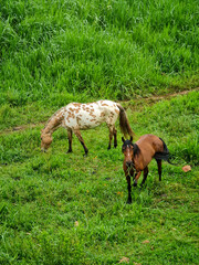 Wall Mural - white horse grazing in a meadow