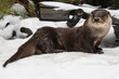 River otter in the snow