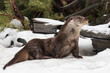 River otter in the snow