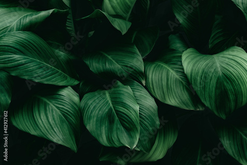 Plakat Tropical green foliage leaf on dark background in natural rain forest.